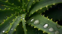 aloe aloe