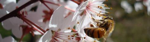 Abeja de Robertokirko de Flickr.com