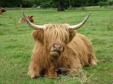 vaca-peluda