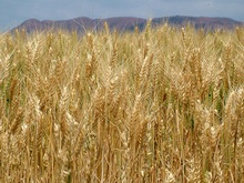 campo-de-trigo