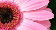 gerbera