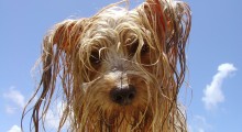 perro perro
