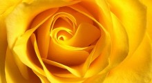 rosa-amarilla