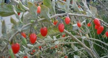 Lycium-barbarum Lycium-barbarum