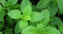 menta menta