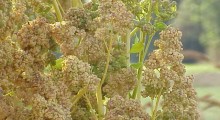 quinoa