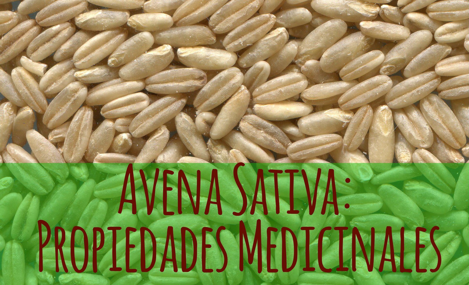 Avena Sativa propiedades y beneficios
