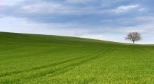 campo-de-avena campo-de-avena