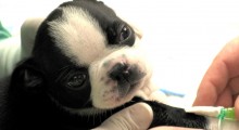 cachorrito-veterinario cachorrito-veterinario