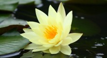 loto