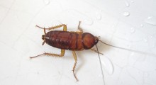 cucaracha