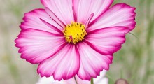 Flor destacada