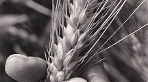 Trigo con gluten.