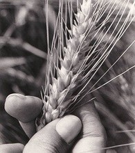 Trigo con gluten.