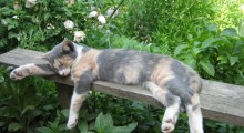 Gatitos dormido