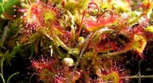 Drosera