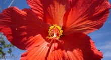 Hibisco