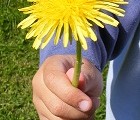 Diente de león en flor