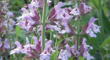 Salvia officinalis Salvia officinalis