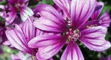 Malva
