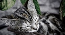 Gatito dormido