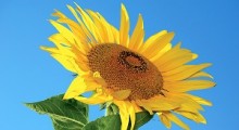 La sonrisa del girasol La sonrisa del girasol