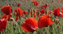 Amapola