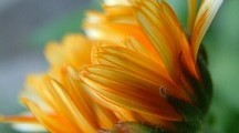 Calendula