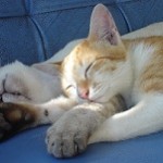 Gatitos dormidos