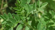Astragalus membranaceus gracias a Doronenko de Wikipedia.org Astragalus membranaceus gracias a Doronenko de Wikipedia.org