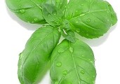 Albahaca