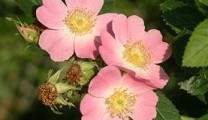 Flor de rosa mosqueta. Flor de rosa mosqueta.