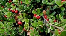 Arctostaphylos-uva-ursi gracias a la wikipedia.org Arctostaphylos-uva-ursi gracias a la wikipedia.org