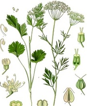 anis verde