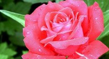 rosa